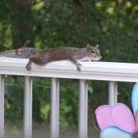 Squirrel Laid Out on Deck Railing