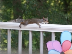 Squirrel Laid Out on Deck Railing
