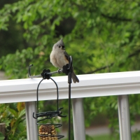 Titmouse