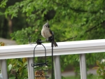 Titmouse
