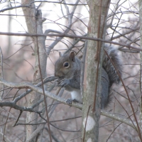 Gray Squirrel Eating Nut in Tree