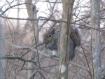 Gray Squirrel Eating Nut in Tree