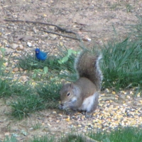Gray Squirrel and Indigo Bunting