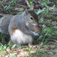 Young Gray Squirrel Eating Big Nut