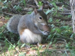 Young Gray Squirrel Eating Big Nut