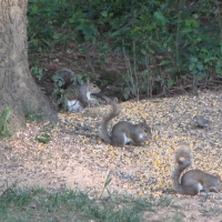 Three Gray Squirrels in a Row