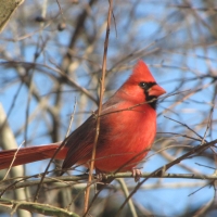 Cardinal in Tree