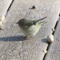 Ruby-Crowned Kinglet