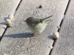 Ruby-Crowned Kinglet