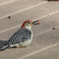 Woodpecker with Peanut