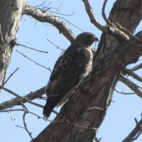Hawk in Tree
