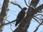 Hawk in Tree