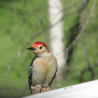 Red-Headed Woodpecker