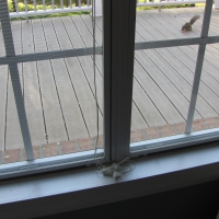 Squirrels Eating Breakfast