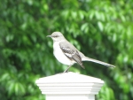Mockingbird