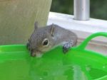Thirsty Squirrel