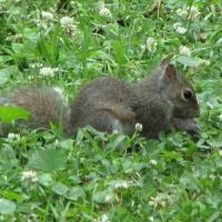 Baby Gray Squirrel