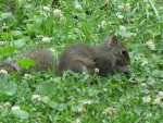 Baby Gray Squirrel