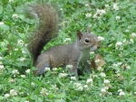 Baby Gray Squirrel