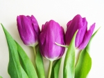 Purple Tulips