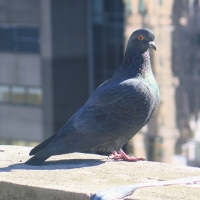 NYC Pigeon