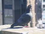 NYC Pigeon
