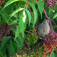 Catbird in for lunch
