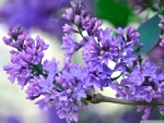 Lilac branch