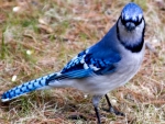 bluejay