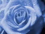 blue rose
