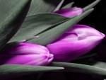 Purple tulips