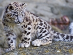 baby snow leopard