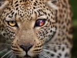 leopard up close