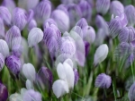 Crocuses