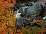 autumn stream