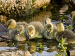 Cute Little Goslings Drinking Water