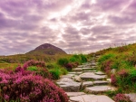 Stone Path~Ireland