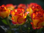 Yellow-Red Roses