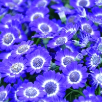Cineraria