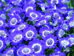 Cineraria