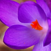 Crocus