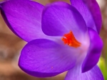 Crocus