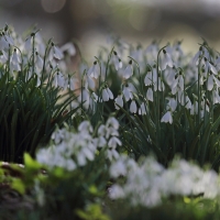 Snowdrops