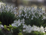 Snowdrops