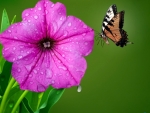 Butterfly on Flower Petunia