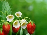 Strawberry bush