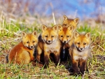 Baby Red Foxes