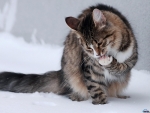 Cat in the Snow