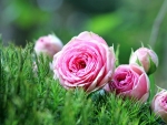 Pink Roses on a Green Grass