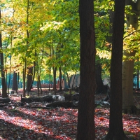 Jesuit Retreat Forest